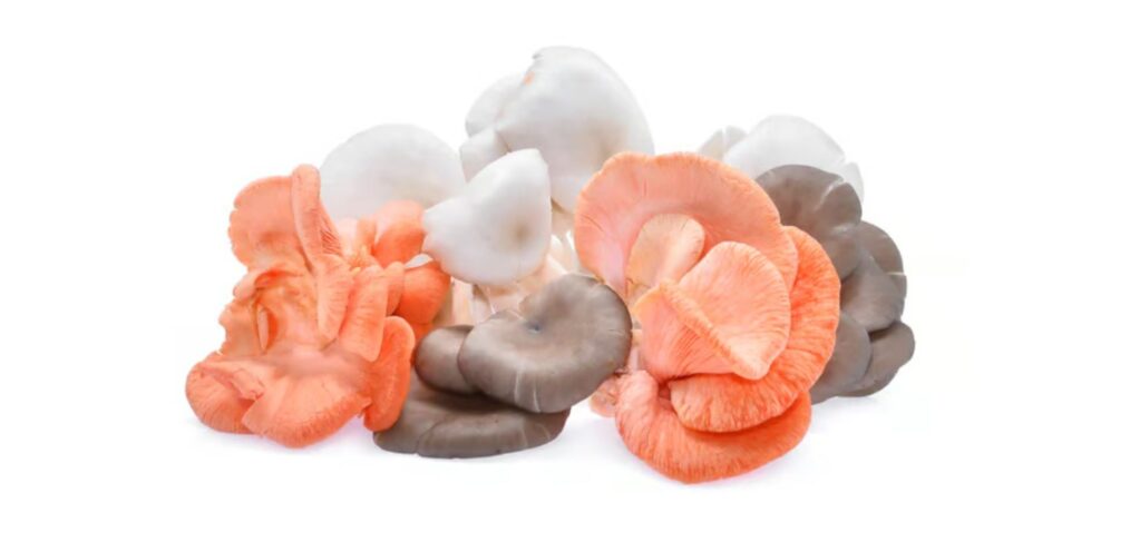 Foto van de paddenstoelen van Puur Paddestoel